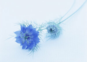 tranh các loài hoa - YL-C009