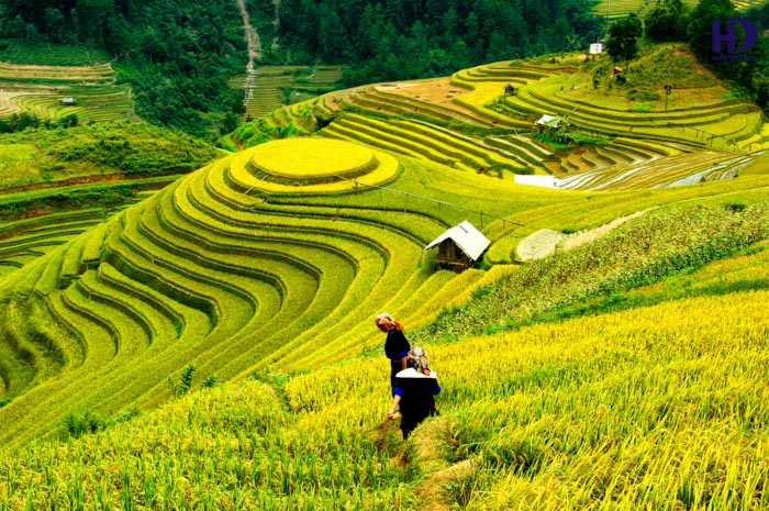 Tranh du lịch ruộng bậc thanh - Chất liệu canvas sẽ làm nổi bật các màu sắc tươi sáng và chi tiết của từng thửa ruộng.